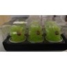 lot de 6 bougies porte bonheur trèsfle avec coccinelle neuf