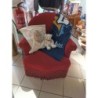 fauteuil crapaud velours rouge